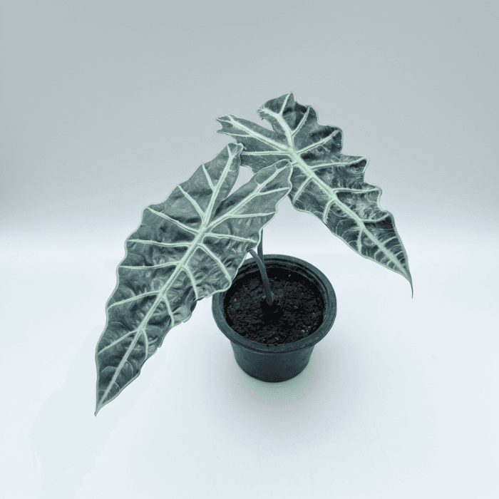 Succulent Plants