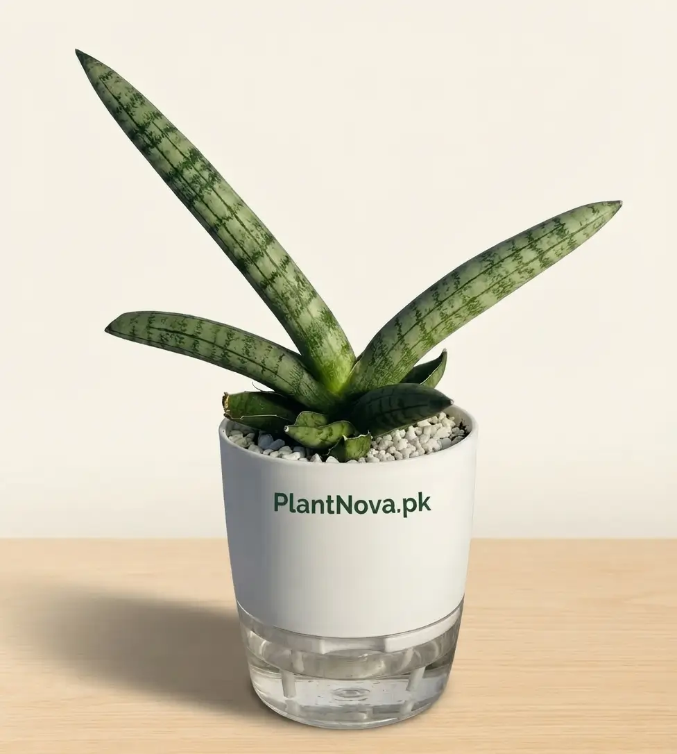 Sansevieria Plants
