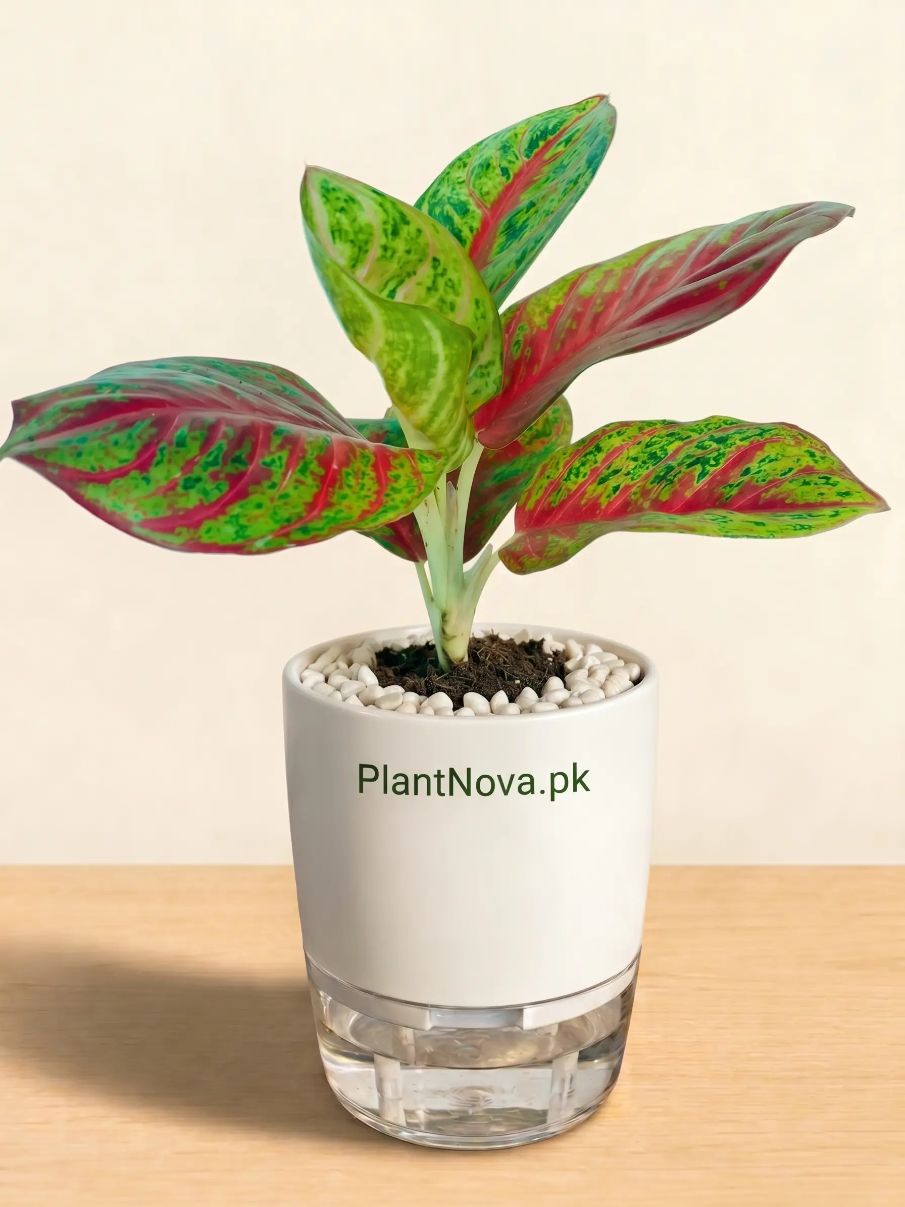 Aglaonema Legacy Plant