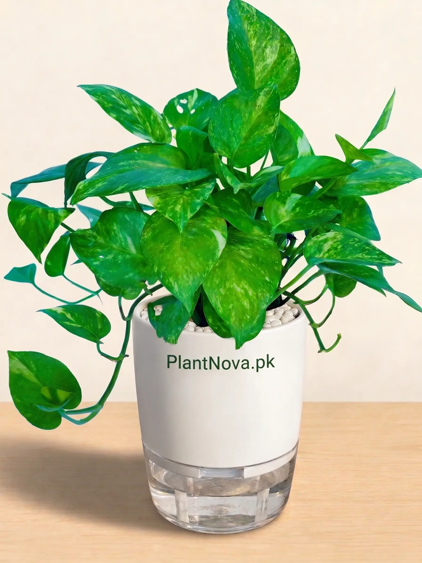 Outdoor Plants