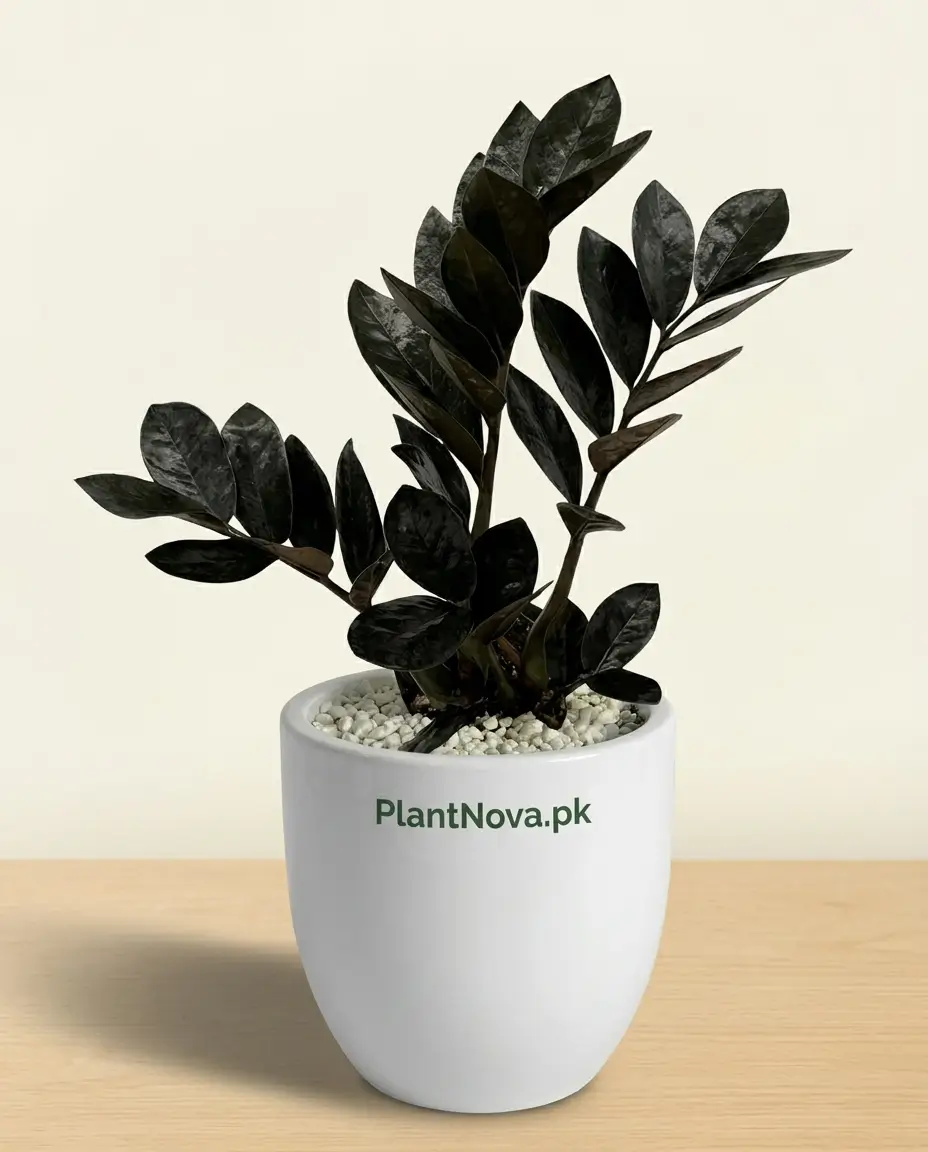 Black ZZ Plant (Zamioculcas zamiifolia)