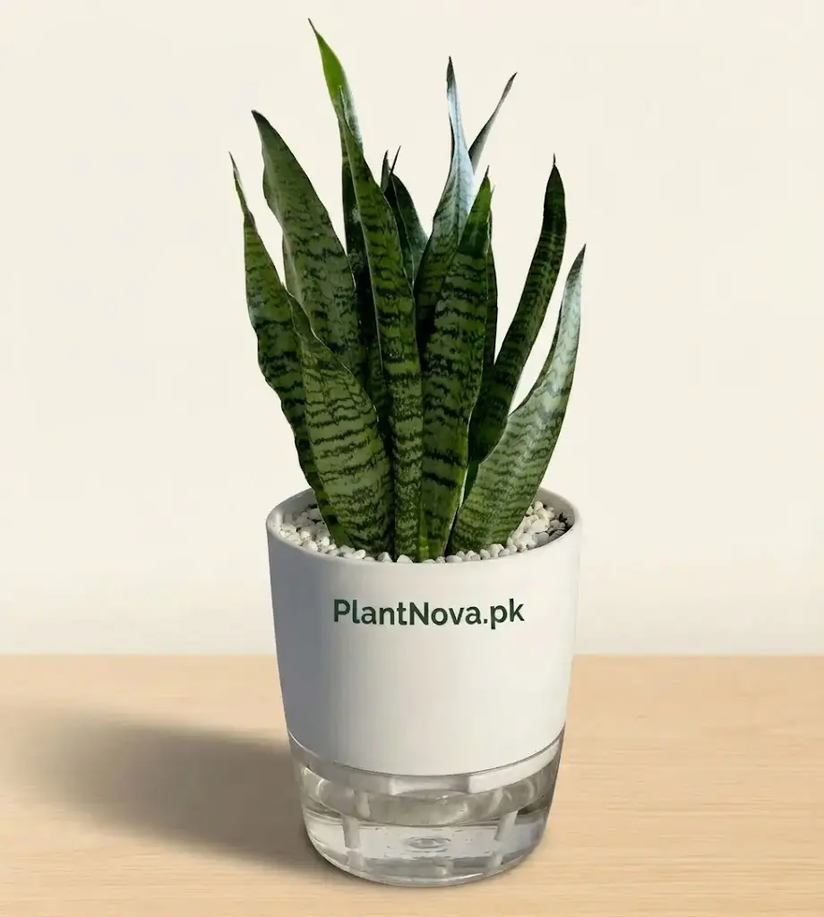 Snake Plant (Sansevieria)