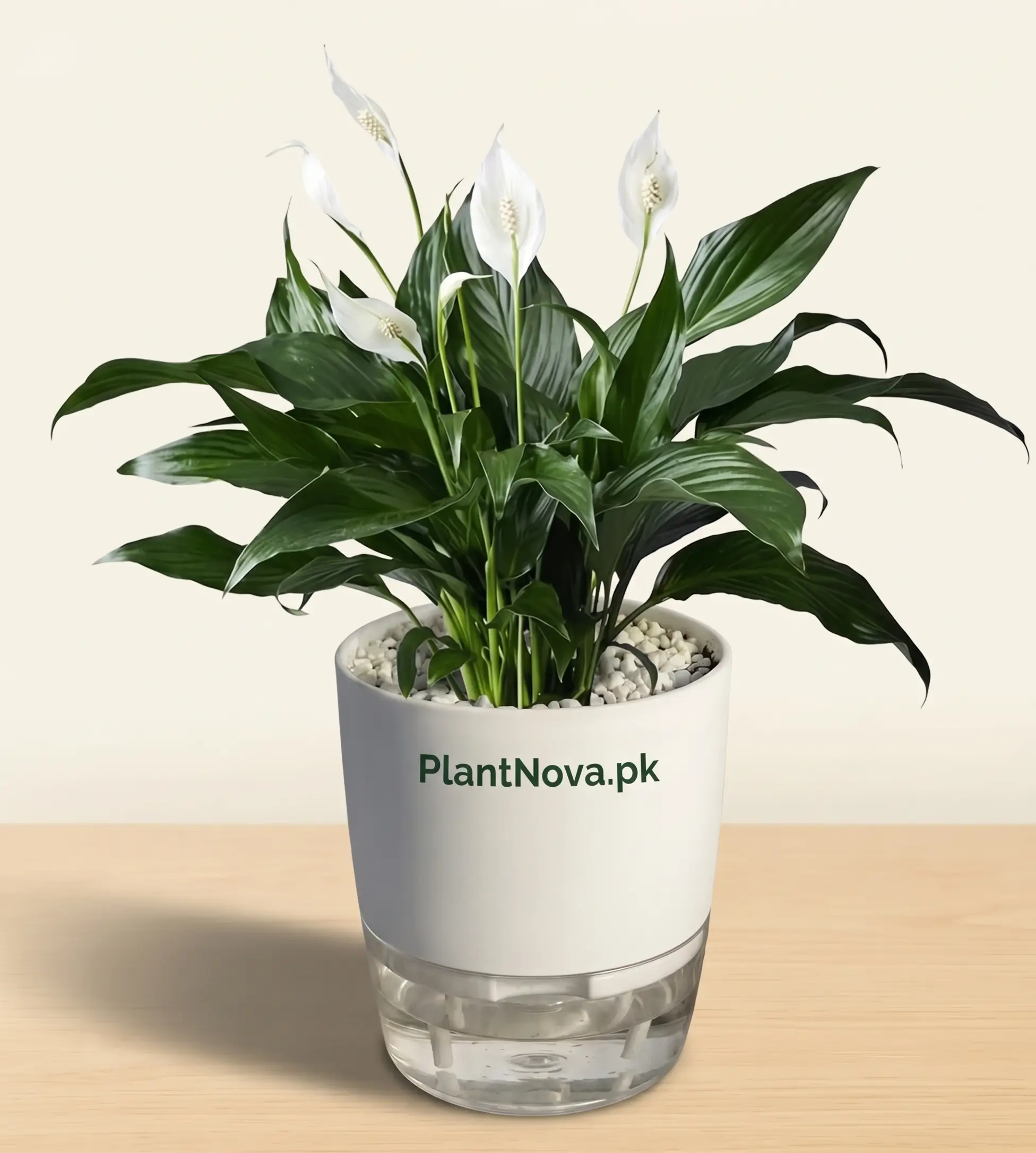 Peace Lily Plant