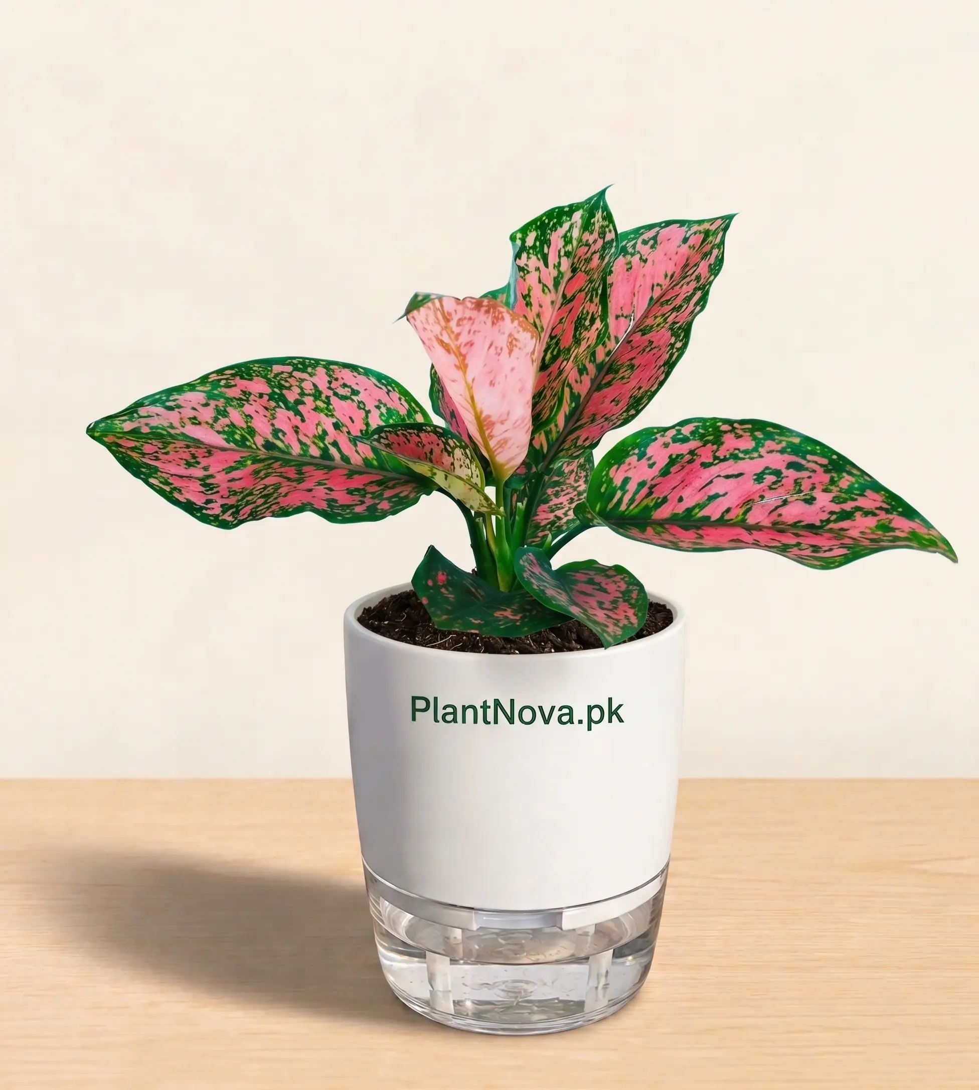 Aglaonema Pink Dalmatian Plant