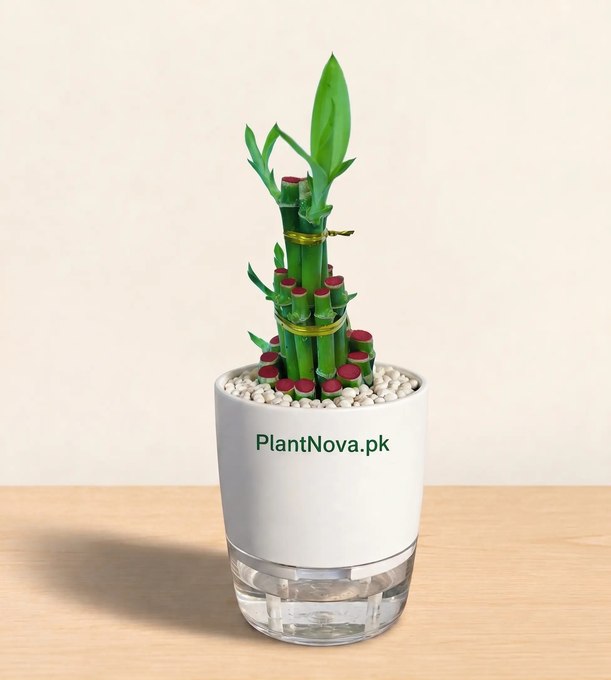 Lucky Bamboo Bunch Plant