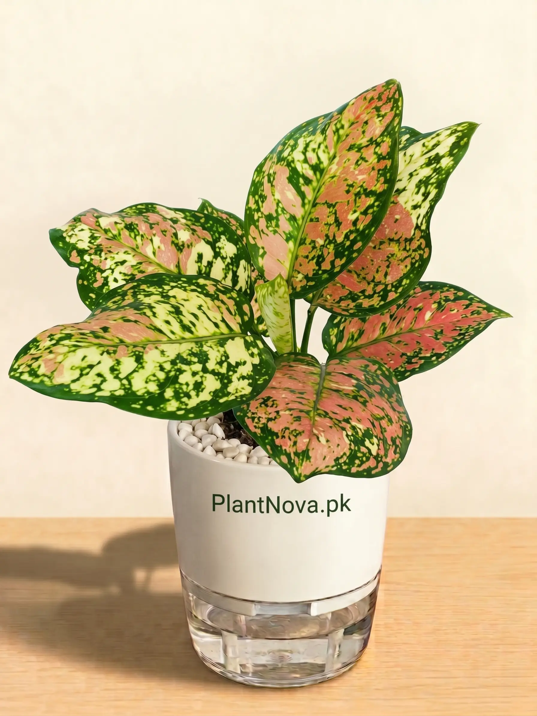 Aglaonema Tricolor Plant