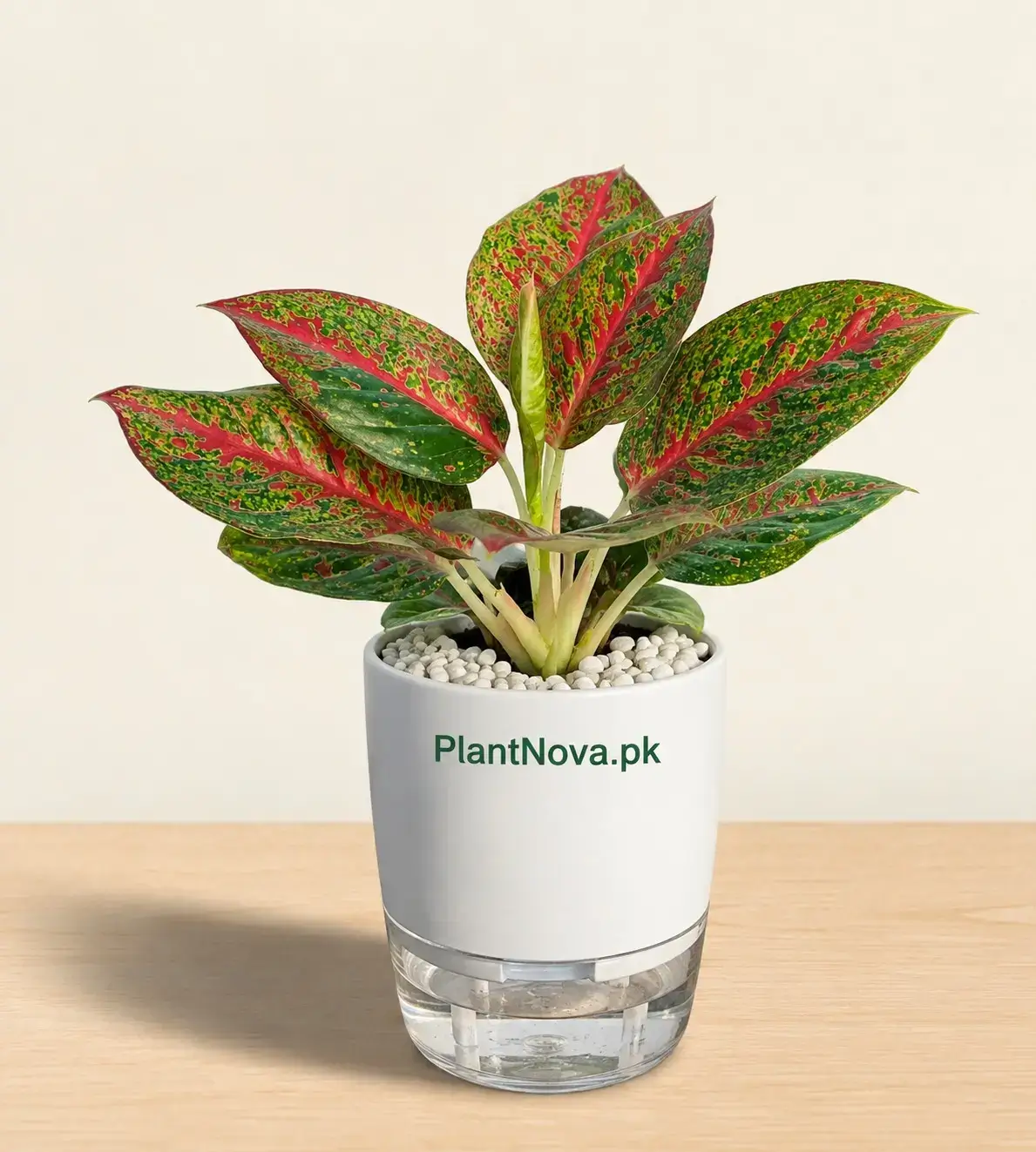 Imported Plants