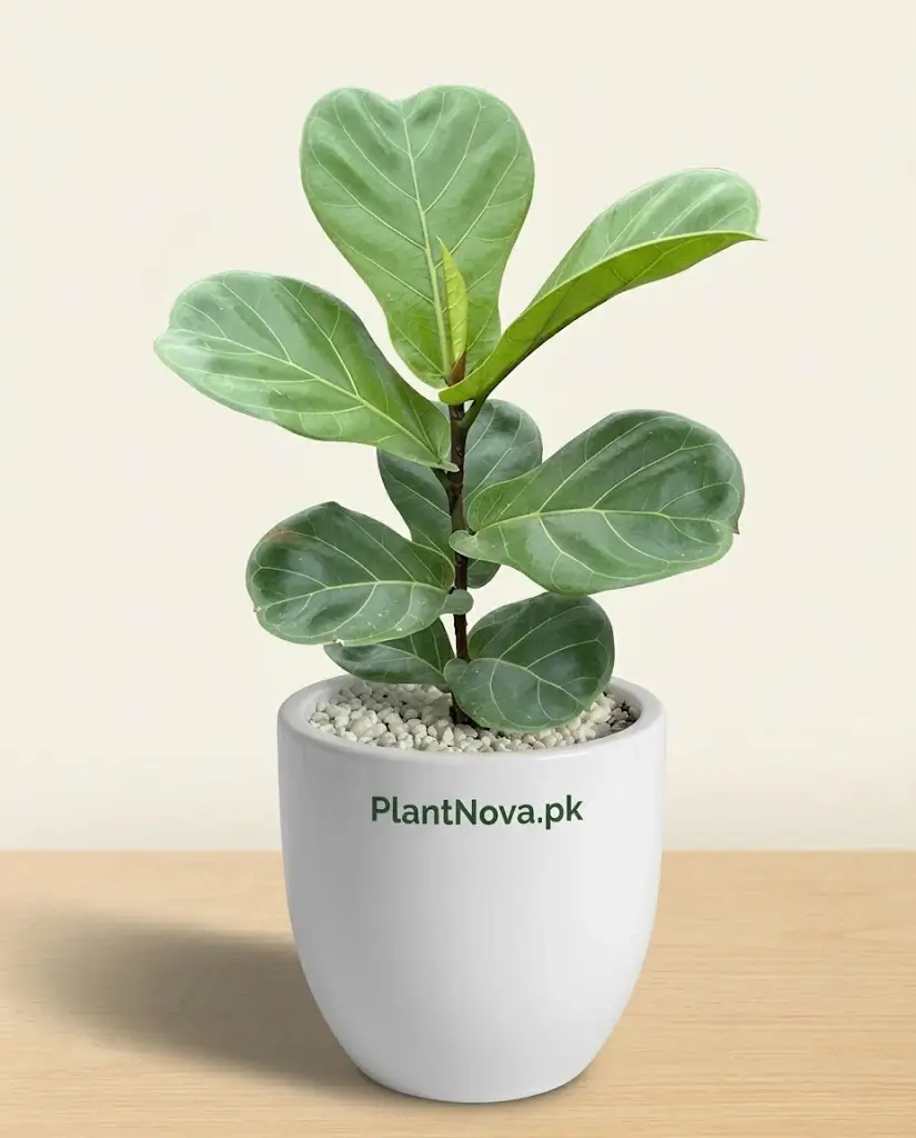 Fiddle Leaf Fig Plant (Ficus lyrata)