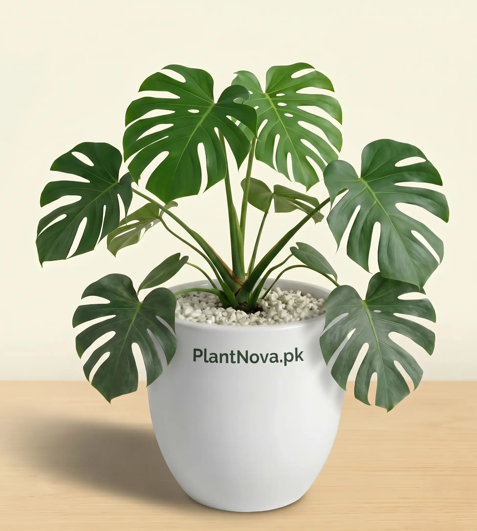 Monstera Deliciosa Plant