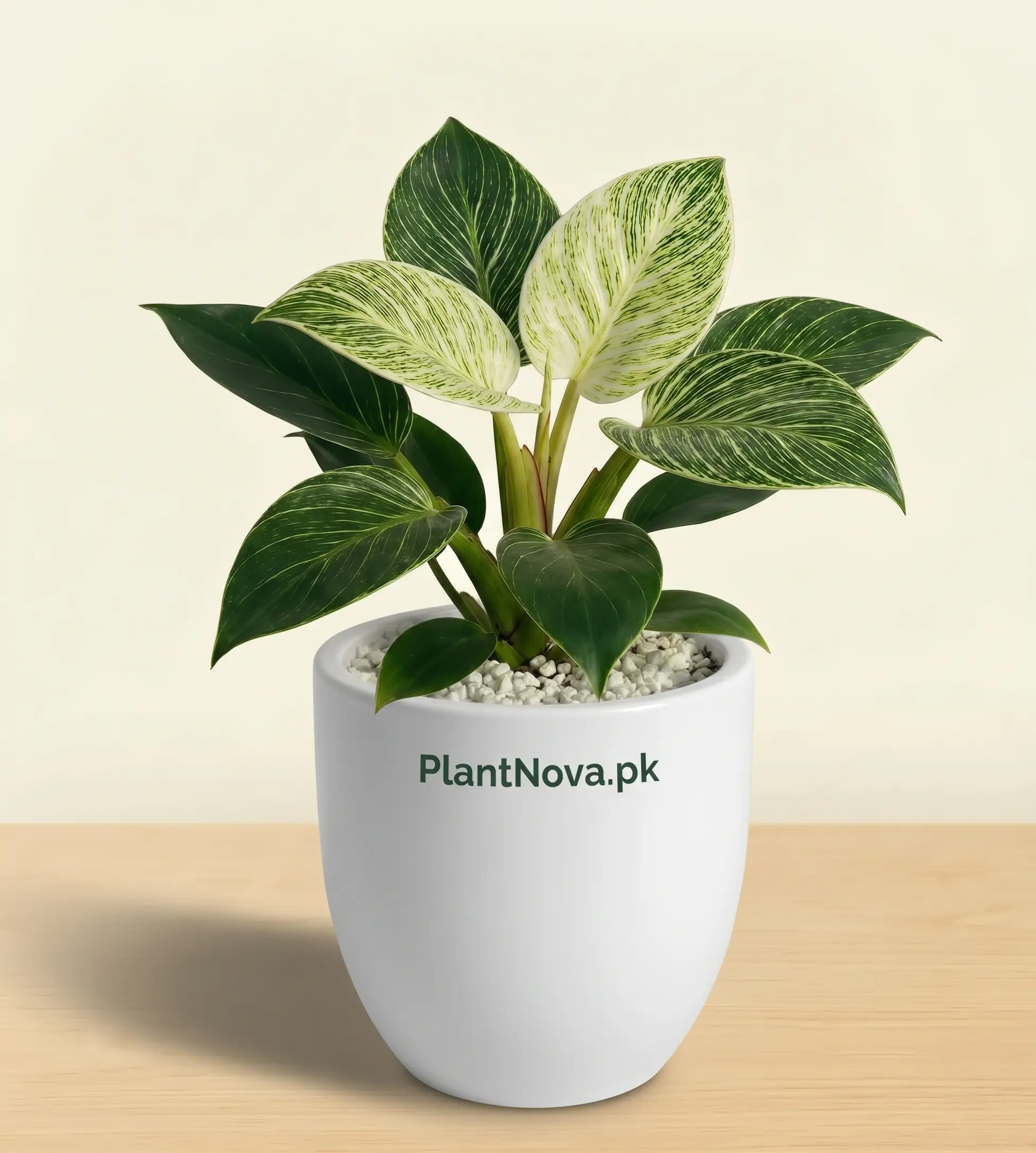 Philodendron Birkin Plant