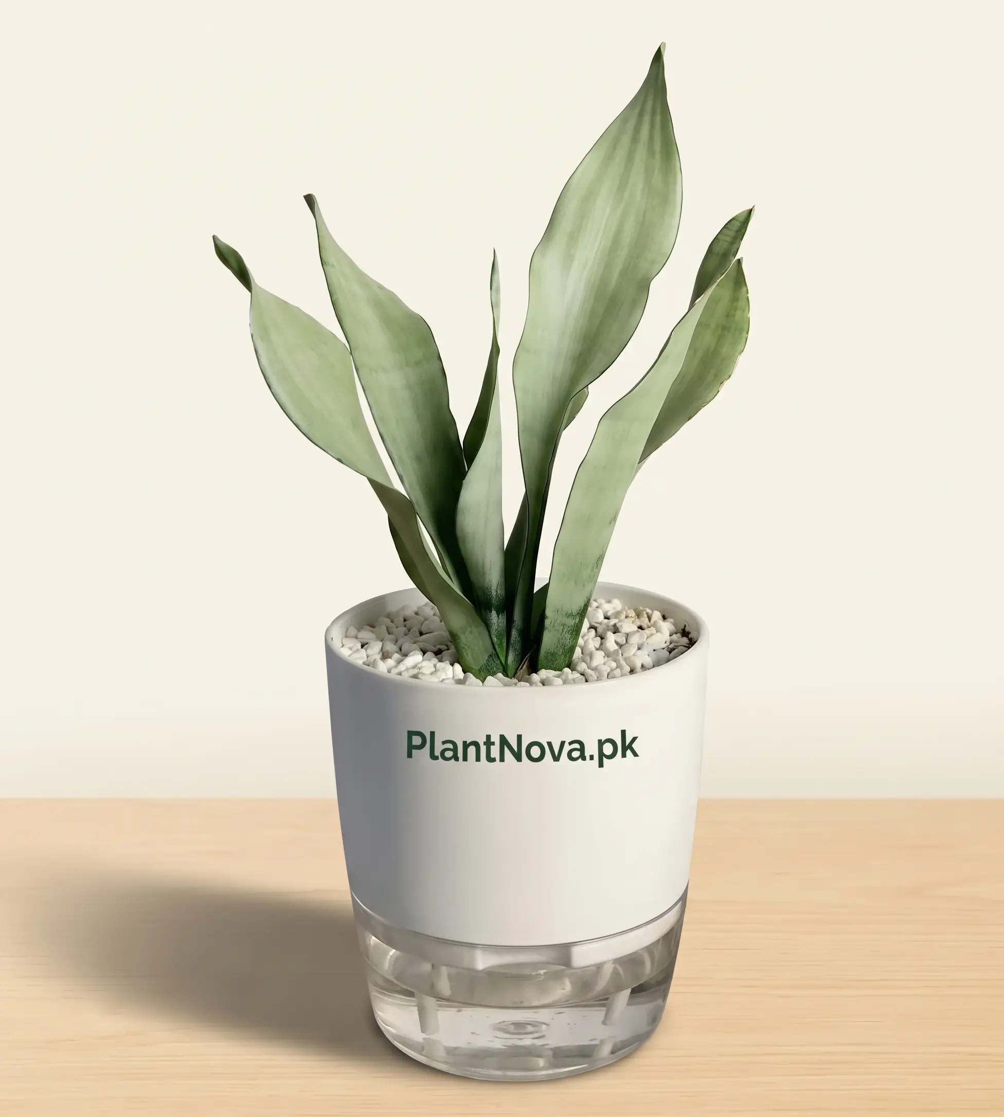 Sansevieria Moonshine Plant
